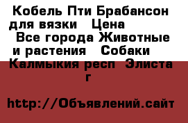 Кобель Пти Брабансон для вязки › Цена ­ 30 000 - Все города Животные и растения » Собаки   . Калмыкия респ.,Элиста г.